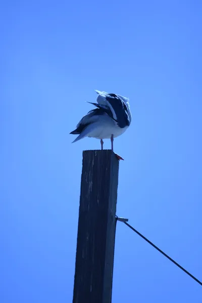 DSC_4985 (Large).JPG